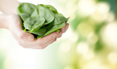 close up of woman hands holding spinach