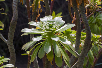 Tree aeonium (Aeonium arboreum)