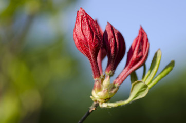 azalea red flower