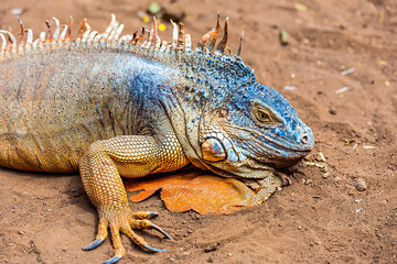 Closeup of iguana or lizard