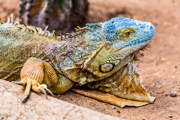 Fototapeta premium Closeup of iguana or lizard