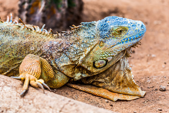 Closeup of iguana or lizard