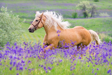Fototapeta premium Palomino koń z długą blond samiec na kwiatu polu