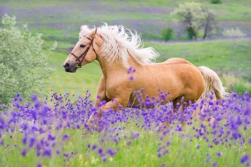 Fototapeten Palomino-Pferd mit langem blonden Männchen auf Blumenfeld © callipso88