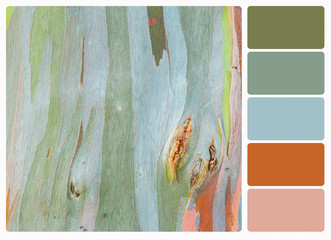 Abstract painting by eucalyptus tree bark , colour palette swatc