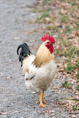 Beautiful white rooster walking on nature background.