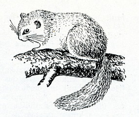 Edible dormouse (Glis glis)