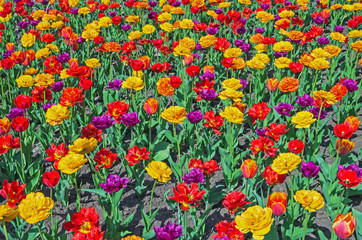 Fototapeta na wymiar Multicolored tulips