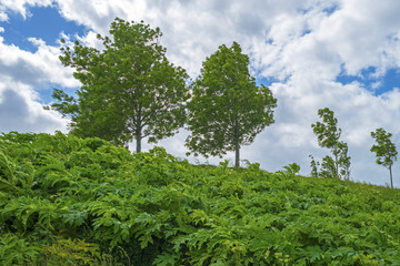 Fototapeta premium Trees on a hill under a blue cloudy sky