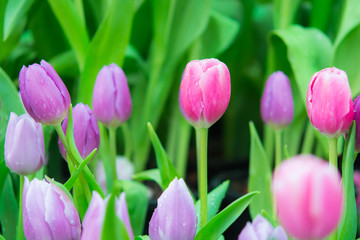 Fototapeta premium Beautiful colorful Tulip flower