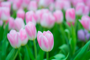 Fototapeta premium Beautiful colorful Tulip flower
