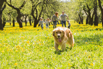 Naklejka na ściany i meble Dog runs on a green alley and a happy family in the background. Golden retriever 