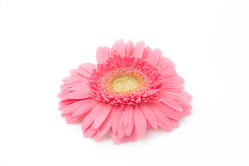 pink gerbera