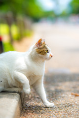 のらねこのいる風景