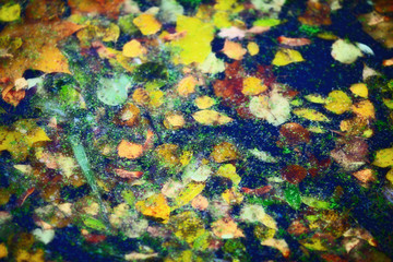 Fototapeta na wymiar Leaves on Water