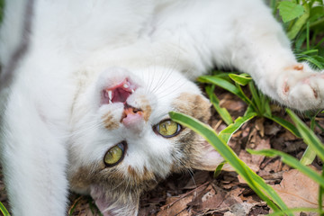 仰向けになって遊ぶのらねこ