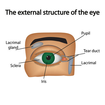 The external structure of the eye. Vector illustration..