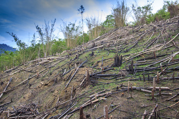 Deforestation logging of rainforest in Malaysia