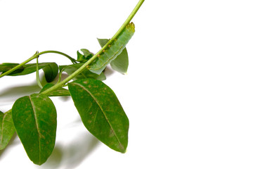 Machaon caterpillar on a white background