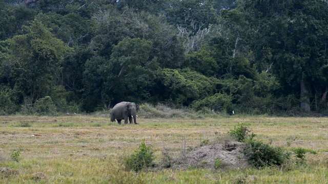 Asian or Asiatic Elephant (Elephas maximus), Sri Lanka, Asia