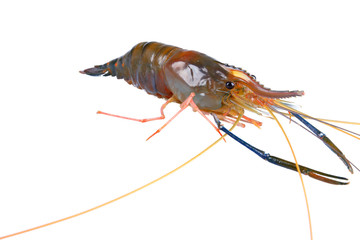 giant freshwater prawn