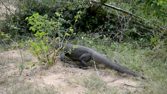 Varanus salvator, Kumana National Park, Sri Lanka, Asia