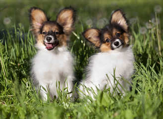 637 Butterfly Dog Animal White Pet Cute Beauty Portrait Small Wall Murals Canvas Prints Stickers Wallsheaven