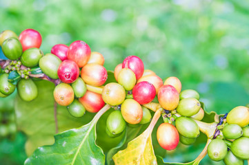 coffee beans in natural
