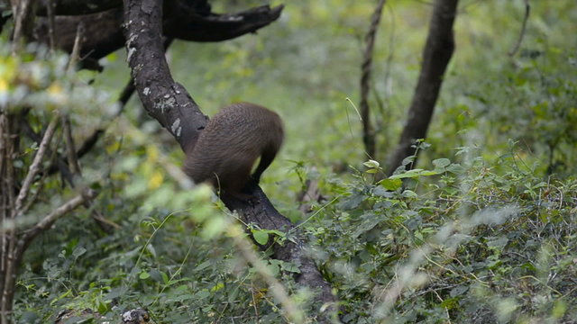 Ruddy Mongoose, Kumana National Park, Sri Lanka, Asia