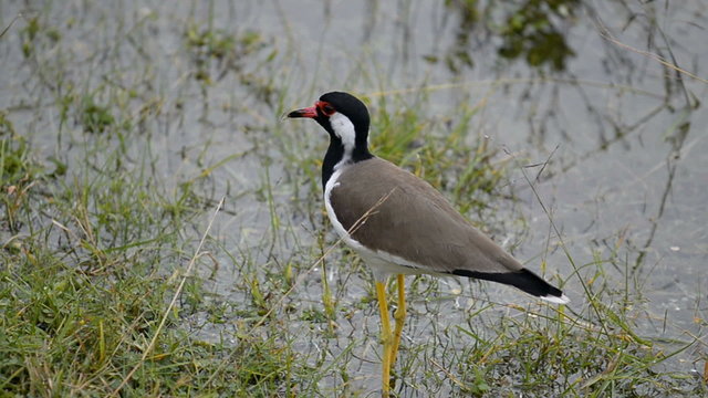 Red wattled Lapwing Vanellus indicus,  Kumana National Park, Sri Lanka