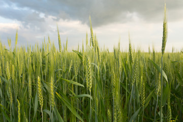 Green wheat under dramatic sky