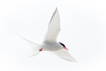 Arctic Tern (Sterna paradisaea) - obrazy, fototapety, plakaty