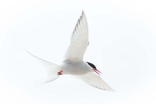 Arctic Tern (Sterna paradisaea)