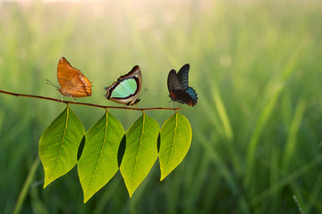 Three butterfly on green leaf and sunlight