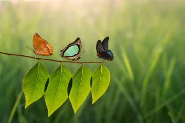 Papier Peint photo Papillon Three butterfly on green leaf and sunlight
