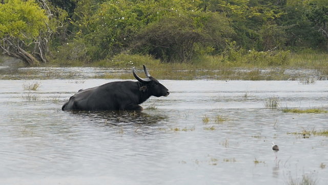Domestic Asian water buffalo (bubalus bubalis), Sri Lanka, Asia