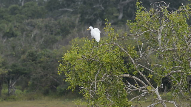 Kumana National Park, Sri Lanka, Asia