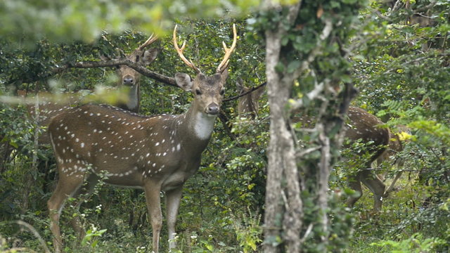 Spotted Deer or Chital, (Axis axis), Sri Lanka, Asia