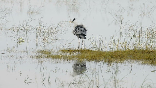Kumana National Park,  Sri Lanka, Asia