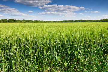 wheat field and sky summer landscape