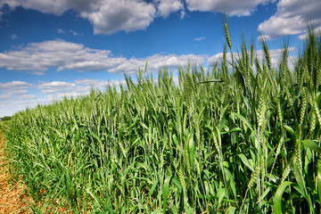 wheat field and sky summer landscape