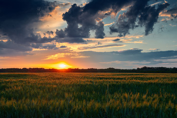 Beautiful sunset in field
