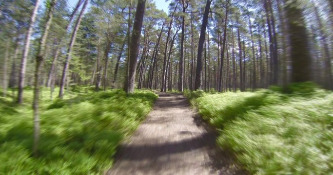 4K - Fast Trip through the forest. timelapse