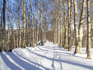 Cima Fojorina