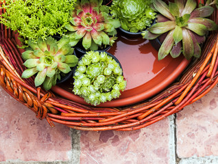 Various succulents plants