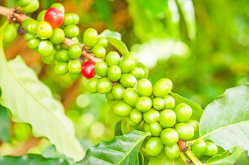 coffee beans in natural