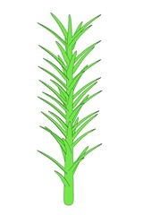 2d cartoon image of moss plant