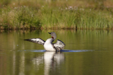 Red throated Loon