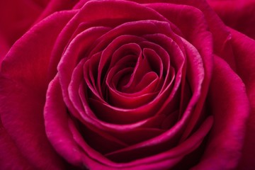 Fototapeta na wymiar Rose, Single Flower, Flower.