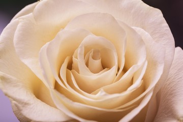 Rose, Single Flower, Flower.